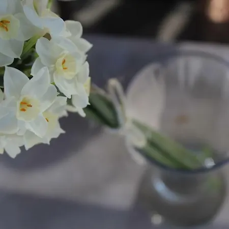 아파트 Sonja 피사크